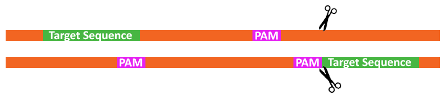 CRISPR-Cas9𗘗pQmҏW邩ۂPAMzgRNAzɈˑ