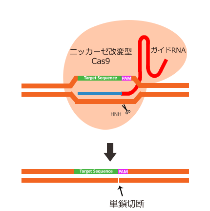 ゲノム編集技術の基礎知識を余すところなく解説します！ CRISPR-Cas9 基本の「き」