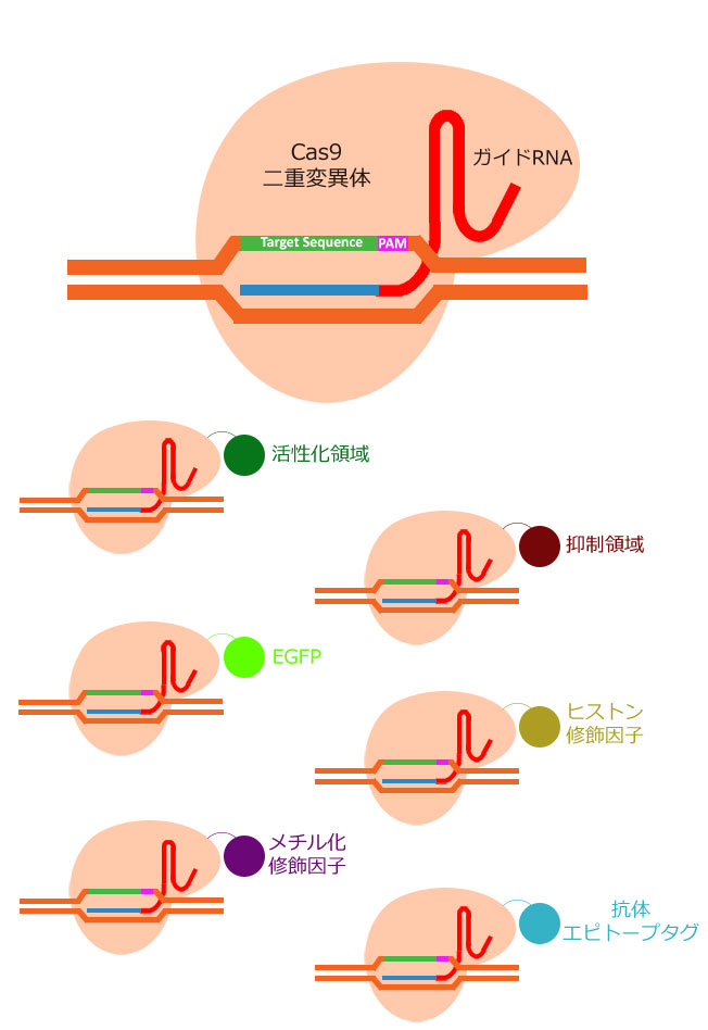 Cas9Nullψّ́idCasj́A2DNAؒfhCAgRNA : DNA݊֌WQmʕWI\͂ێ