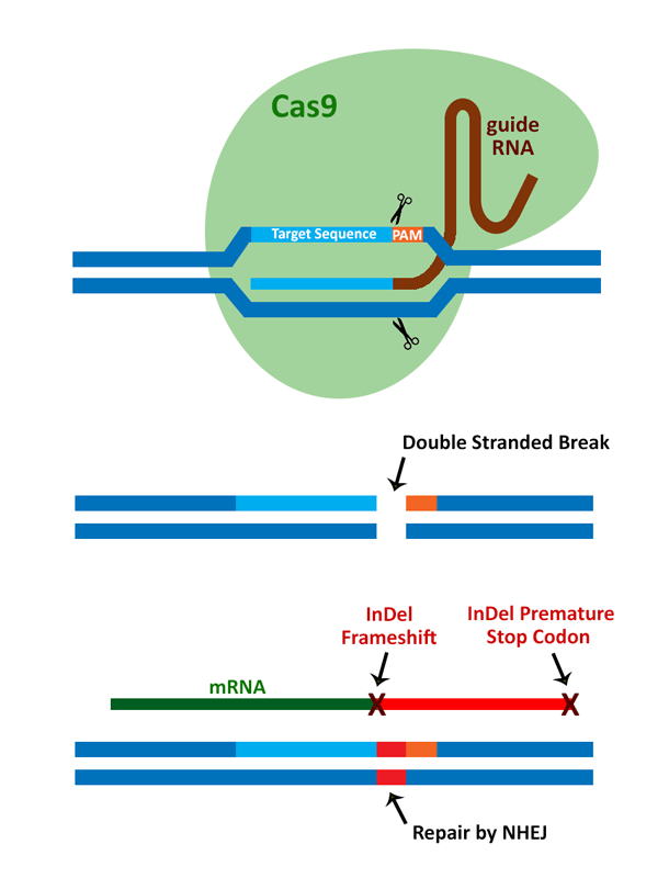 Cas9 mechanism
