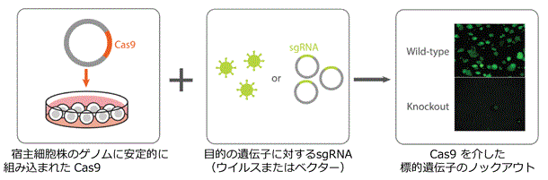 Cas9 安定発現細胞株 Crispr Cas9 安定発現の腫瘍モデル細胞株 コスモ バイオ株式会社