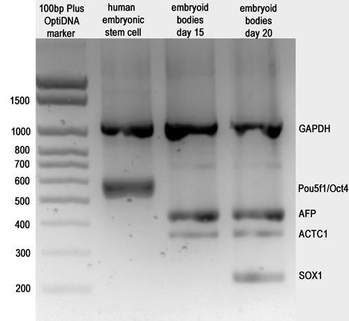 Tri-Lineage Multiplex PCR  iPSC Characterization Kit　結果例