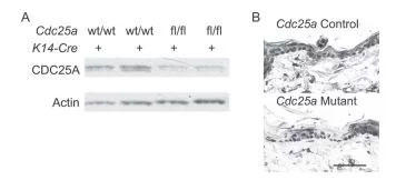 Cdc25a変異マウス表皮におけるCDC25Aタンパク質の低減