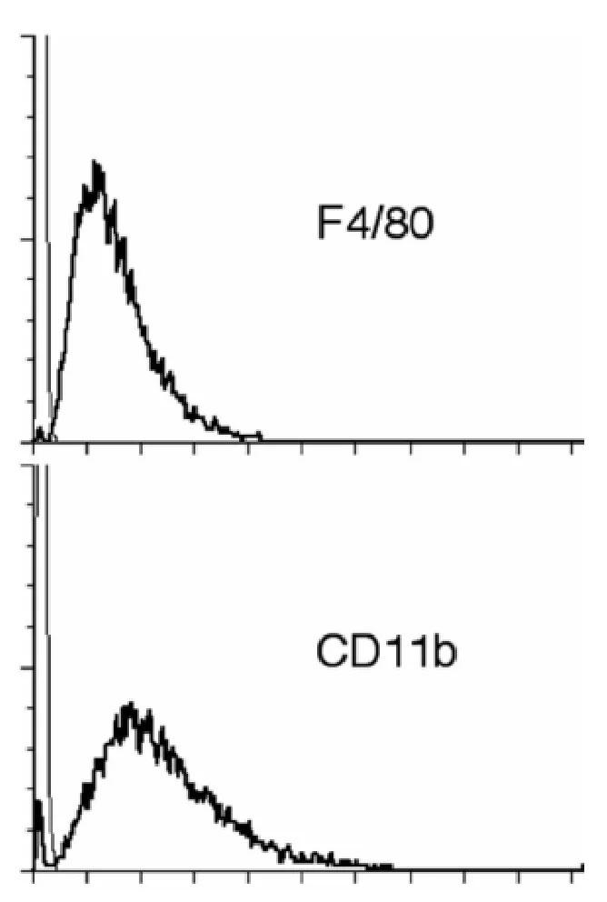 ZK1細胞によるF4/80とMac-I (CD11b) 抗原の発現をフローサイトメトリで確認