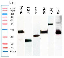 Myc, KLF4, LIN28, OCT4, Nanog, SOX2プラスミドをトランスフェクションした48時間後の293細胞ライセートのウエスタンブロット解析