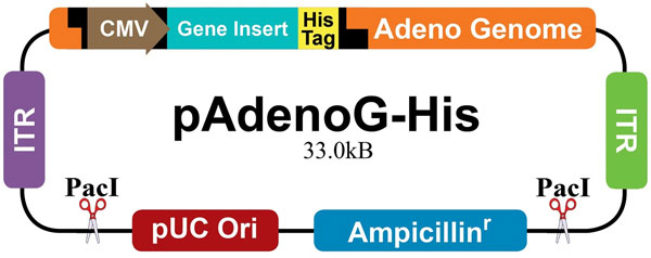 pAdenoG-His