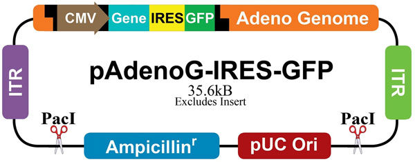 pAdenoG-IRES-GFP