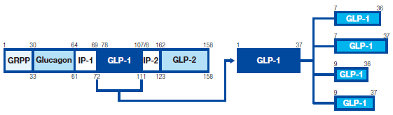 GLP-1 iGlucagon-like peptide-1FOJSlyv`h-1jɂ