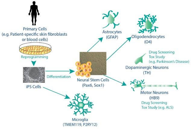 ASC_IPSC_differentiation_services_2.1.jpg