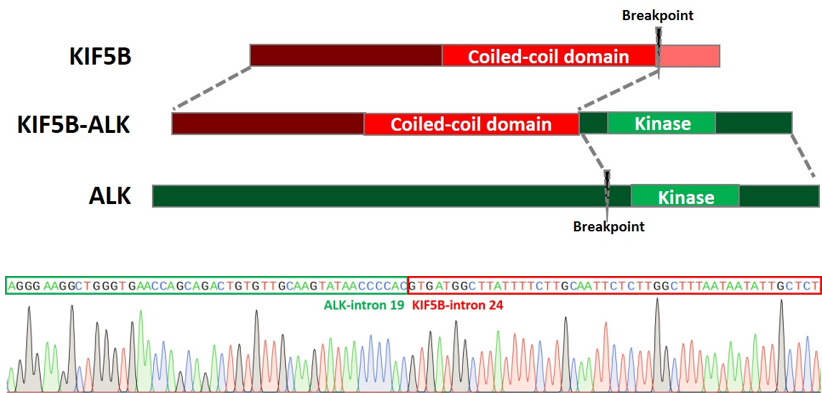 ASC_crispr_genome_editing_ipscs_3.png