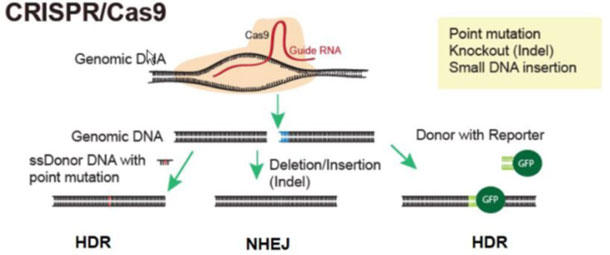 ASC_crispr_rat_models_1.jpg