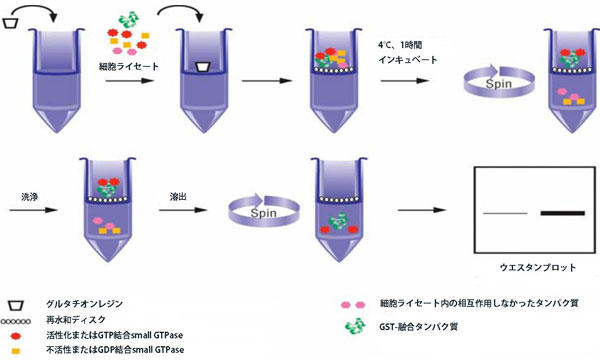 Rac1^Rap1^Ras^Rho Activation Lbg̃vgR[