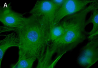 Protein A-H488 ŐF3T3זE