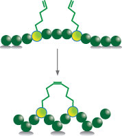 ASI_Stapled_Peptide_1.jpg