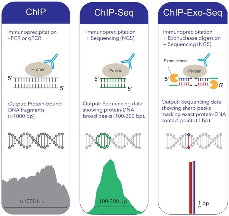 ATL_ChIP-Exo-Seq_Validated_Antibodies_01.jpg
