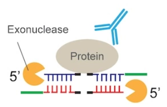 ChIP-Exo-Seq؍ςݍR