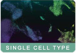 ATL_Single_Cell_Type_HPA_3.jpg