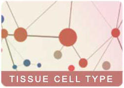 ATL_Tissue_Cell_Type_HPA_4.jpg