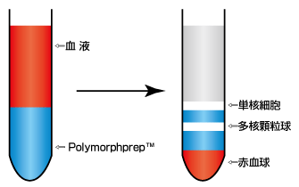 ヒト全血からワンステップで細胞分離 Rosettesep 注目の製品情報 ベリタス