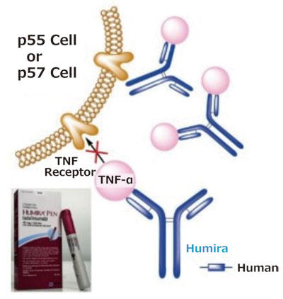 Adalimumab_1.jpg