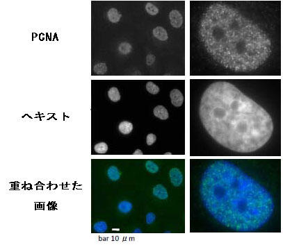 GM0637זEiqgۉזEjPCNA̖ƉuuF