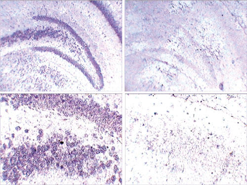 IsHyb in situ nCu_C[[V (ISH) Kit