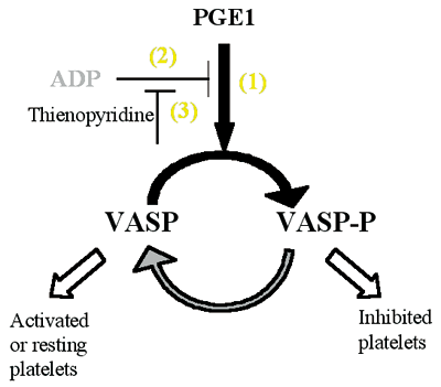 VASP̃_̖͎}