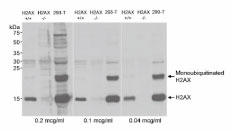 ヒト・マウス Histone H2AX ウェスタンブロット