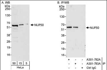 Detection of Human NUP50 by Western Blot and Immunoprecipitation