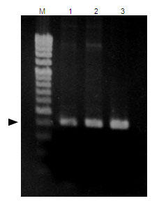DNAoLbgƂ̔rib-globin PCRj