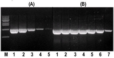 Taq DNA|[[̊xeXg