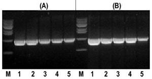 Taq DNAポリメラーゼの酵素活性テスト