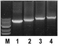 Taq DNAポリメラーゼによる長さの異なるターゲットの増幅