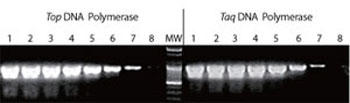 _QmDNApTop DNA|[[yTaq DNA|[[̊xeXg