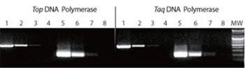 oNeAyуqgQmDNApTop DNA|[[yTaq DNA|[[̊xeXg