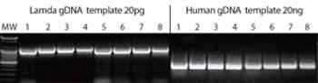 Top DNA|[[yTaq DNA|[[̍yfeXg