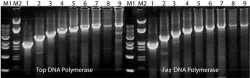 Top DNA|[[yTaq DNA|[[̒^[Qbgɑ΂PCR