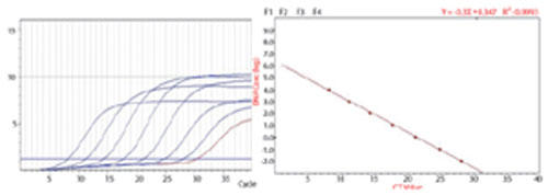 Top DNA PolymeraseSYBR(R) GreenyуA^CqPCRpxeXg