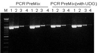 AccuPower(R) PCR PreMixƂ̊xr