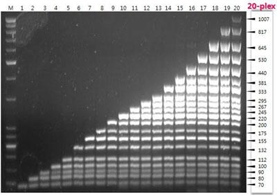 AccuPower(R) Gold Multiplex PCR PreMixِ̍