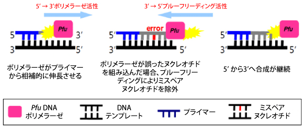 Pfu DNA |[[̃v[t[fBOɂ萳mȑY