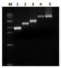 AccuPower(R) Hotstart Pfu PCR PreMix̍