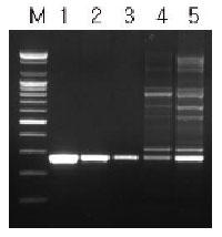 PCȒِЃzbgX^[gPCR}X^[~bNXƂ̔r