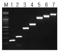 AccuPower(R) PyroHotStart Taq PCR PreMix̍Ɠِ