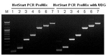 AccuPower(R) HotStart PCR PreMixƂِ̓r