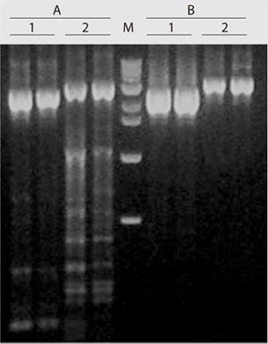 AccuPower(R) PCR PreMixƂِ̓r