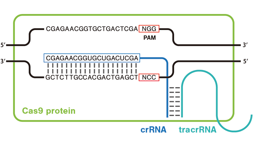 Bioneer CRISPR/Cas9 guide RNAT[rX