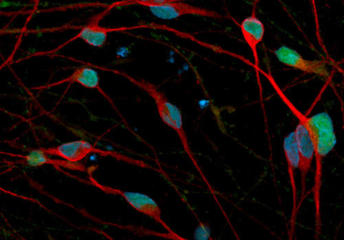 ioGABA_neuron