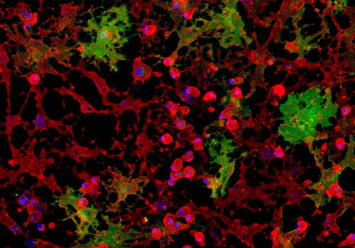 ioGlutamatergic_neuron