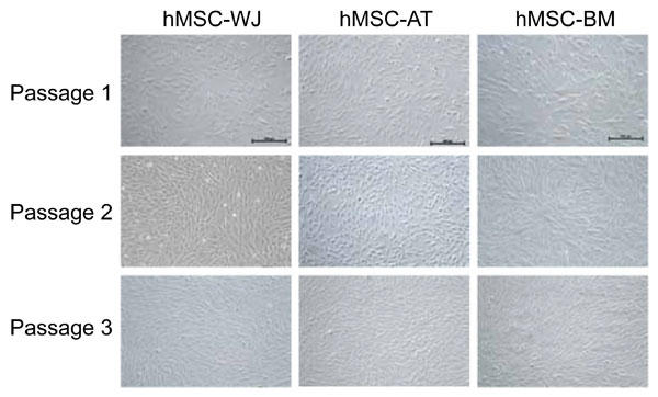 様々な組織（Wharton?s Jelly：WJ、脂肪：AT、骨髄：BM）由来 のヒトMSC をMSC NutriStem® XF 培地で3 継代した（ｘ 100 倍）。 全てのMSC において正常な線維芽細胞様の細胞形態が観察され た。